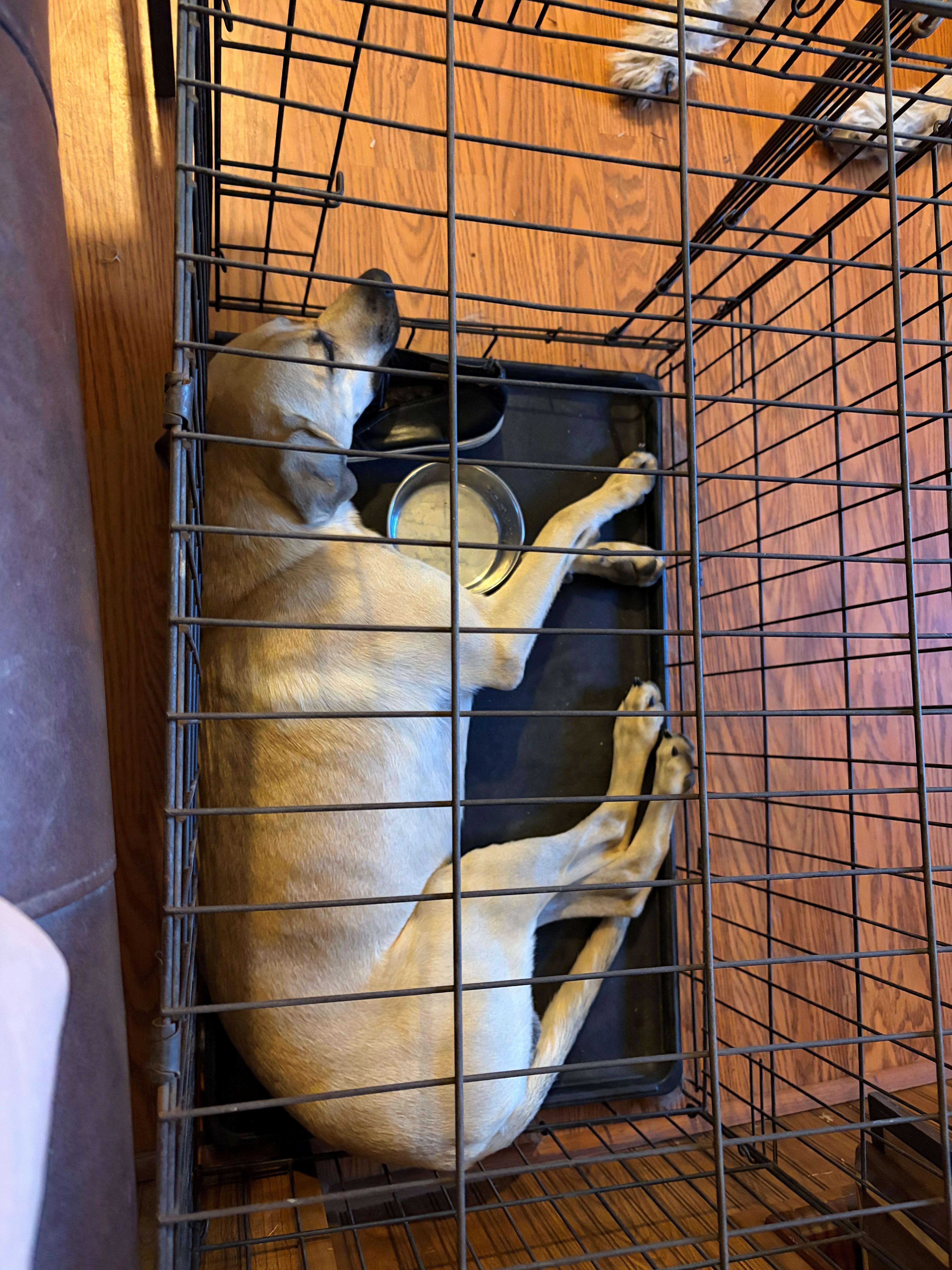 A young medium-sized male Yellow Labrador Retriever dog named MaRooNeeds a sidekick for adoption in Houston, TX
