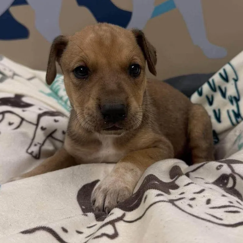A baby medium-sized male Shepherd dog named Enzo for adoption in Alexandria, VA