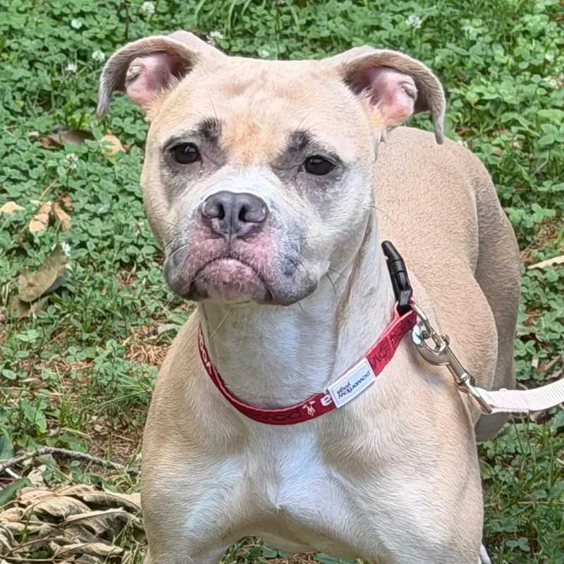 An adult medium-sized female Yellow / Tan / Blond / Fawn Mixed Breed dog named Banana Cream Pie for adoption in Vassalboro, ME