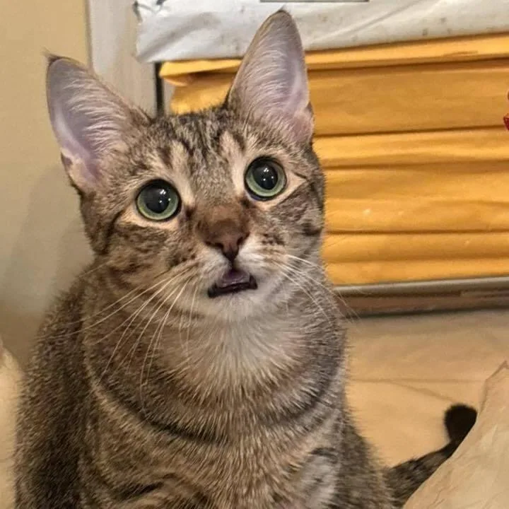 An adult small-sized female Brown / Chocolate Domestic Short Hair cat named Tammy for adoption in Long Island City, NY