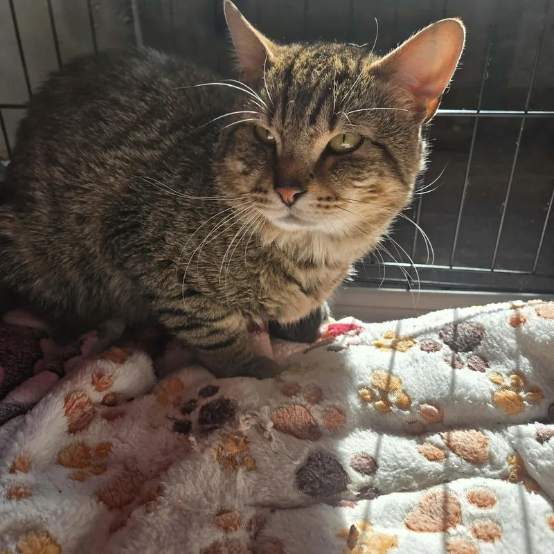 An adult medium-sized male Domestic Short Hair cat named Oso for adoption in Canton, CT