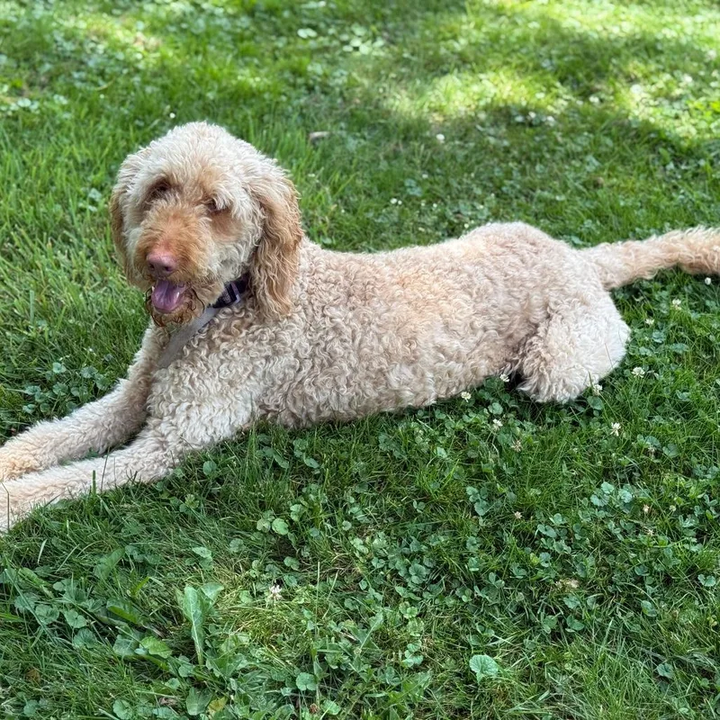 An adult small-sized female Yellow / Tan / Blond / Fawn Goldendoodle dog named Daisy for adoption in Lynchburg, VA
