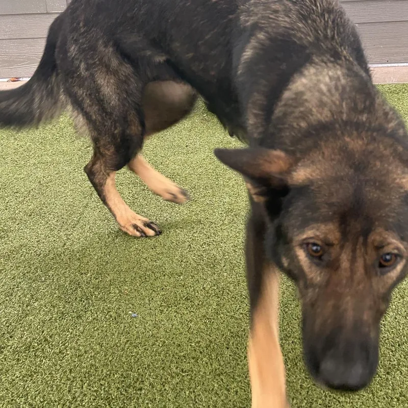 A young medium-sized female German Shepherd Dog dog named Raksha for adoption in Greensboro, NC