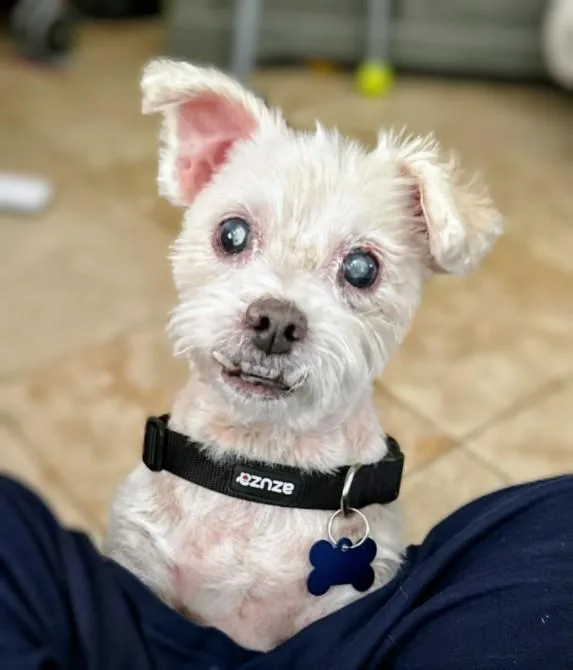 Boop Mr. Pickles