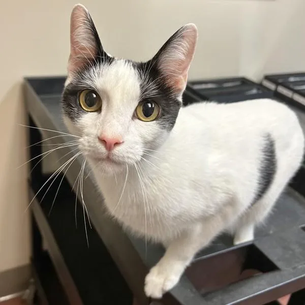 An adult medium-sized male Domestic Short Hair cat named Keany for adoption in Dublin, CA