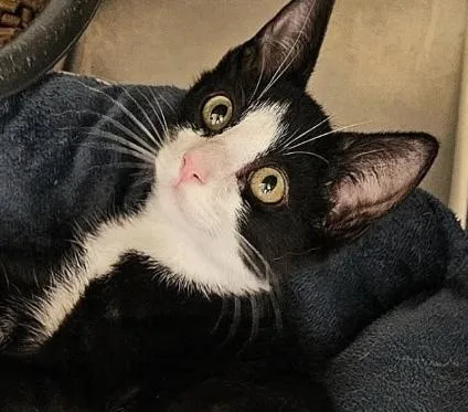 A baby small-sized male Black & White / Tuxedo Domestic Short Hair cat named Clark for adoption in Covington, LA