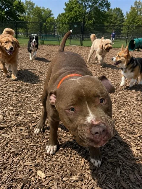 An adult large-sized male Pit Bull Terrier dog named Cruz for adoption in Globe, AZ