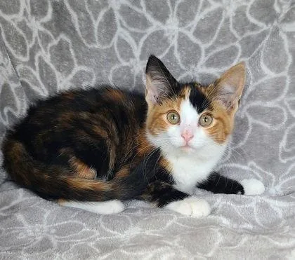 A baby small-sized female Calico cat named 7154 (Plum) for adoption in Lake City, MI