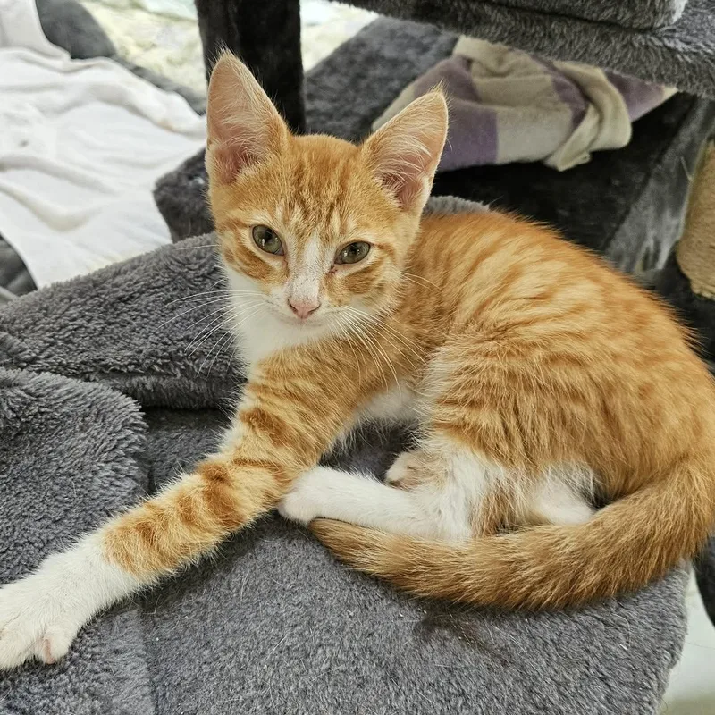 A baby small-sized female Orange & White Domestic Short Hair cat named George & Martha for adoption in Myrtle Beach, SC