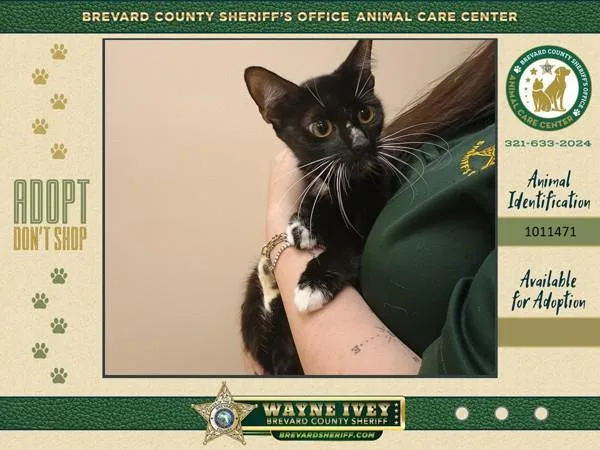 An adult small-sized female Domestic Short Hair cat named Biba for adoption in Melbourne, FL