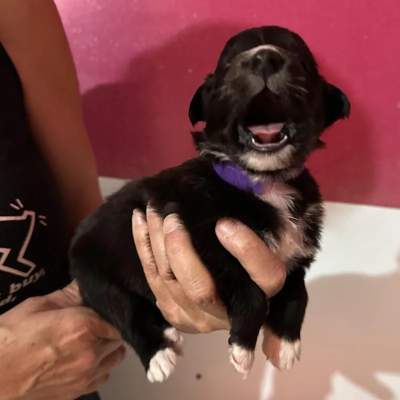 A baby medium-sized female Black Border Collie dog named Rhiannon for adoption in Point Richmond, CA