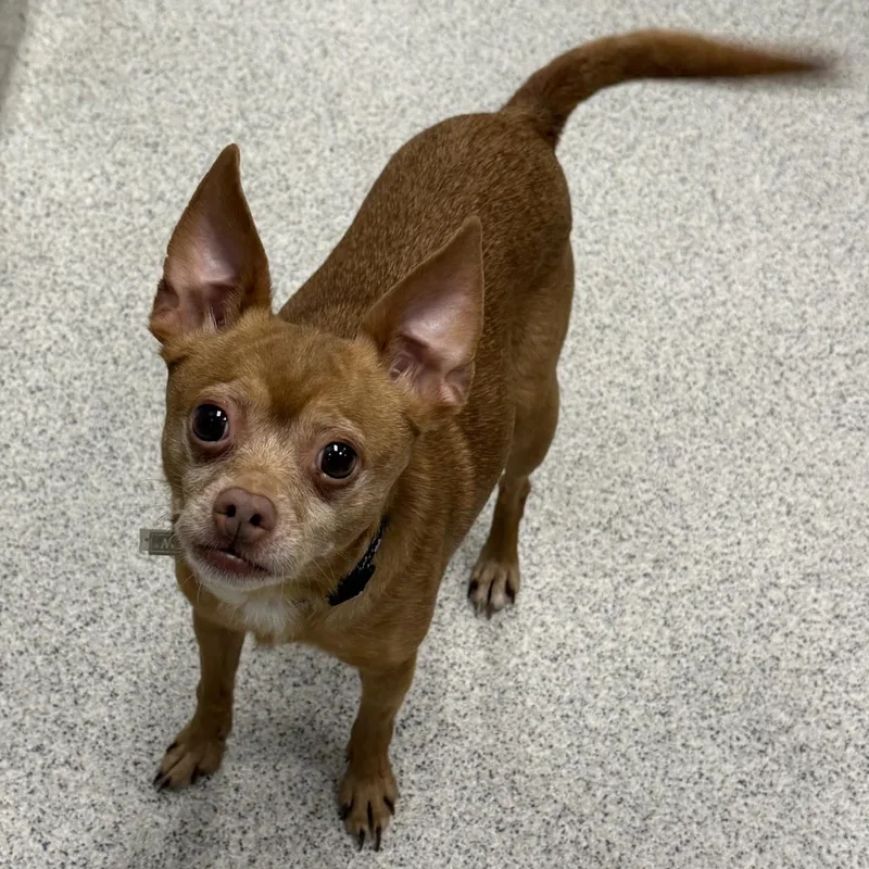 An adult small-sized female Apricot / Beige Chihuahua dog named Sage for adoption in Cooperstown, NY