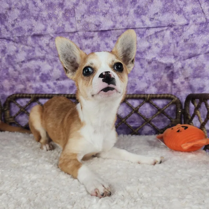 A baby small-sized female Yellow / Tan / Blond / Fawn Chihuahua dog named Mallow for adoption in Fort Wayne, IN