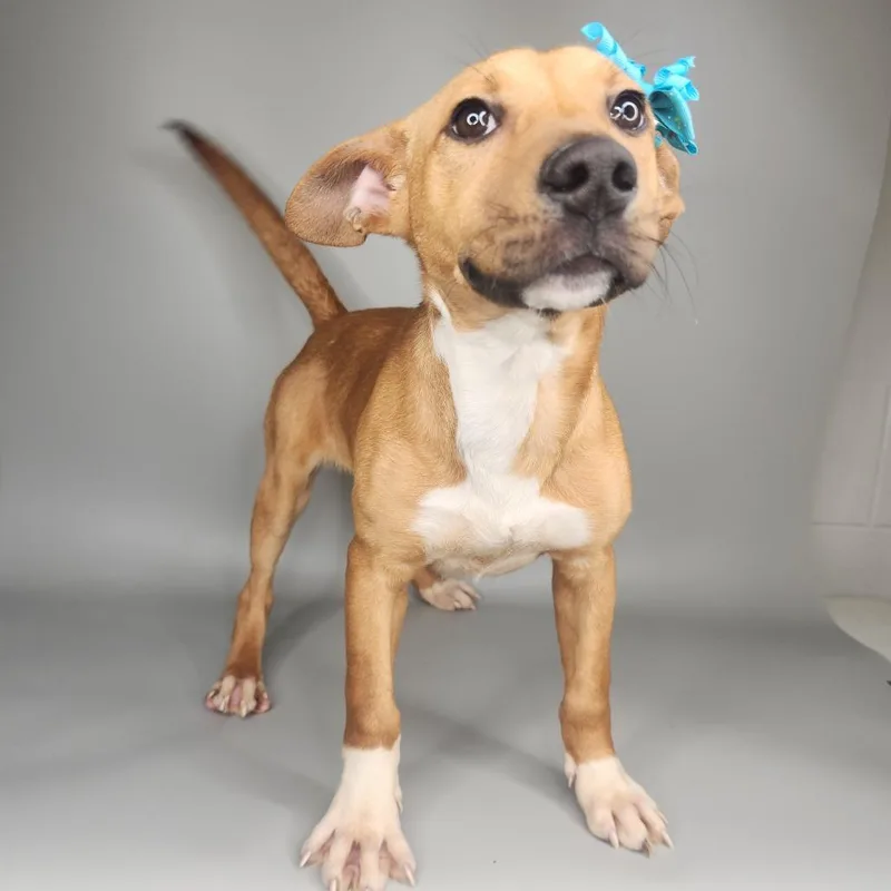 A young small-sized female Yellow / Tan / Blond / Fawn Terrier dog named Sissy for adoption in Fort Wayne, IN