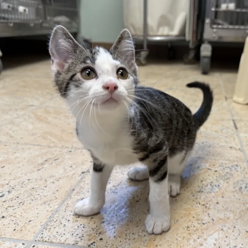 A baby medium-sized male Tabby (Brown / Chocolate) Domestic Short Hair cat named Watermelon for adoption in La Crescent, MN
