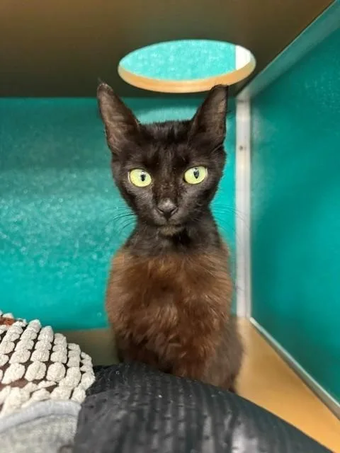 A young medium-sized female Domestic Short Hair cat named Sammy for adoption in Naples, FL