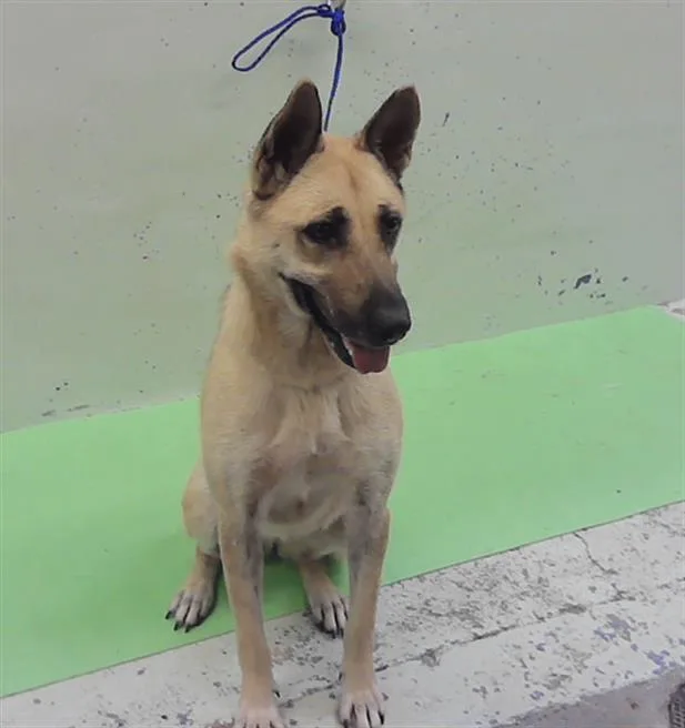 An adult large-sized female German Shepherd Dog dog named Sheba for adoption in Houston, TX