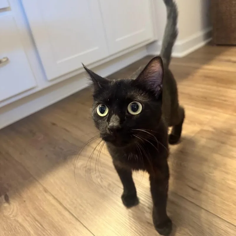 An adult small-sized female Black Domestic Short Hair cat named Tilly for adoption in Chattanooga, TN