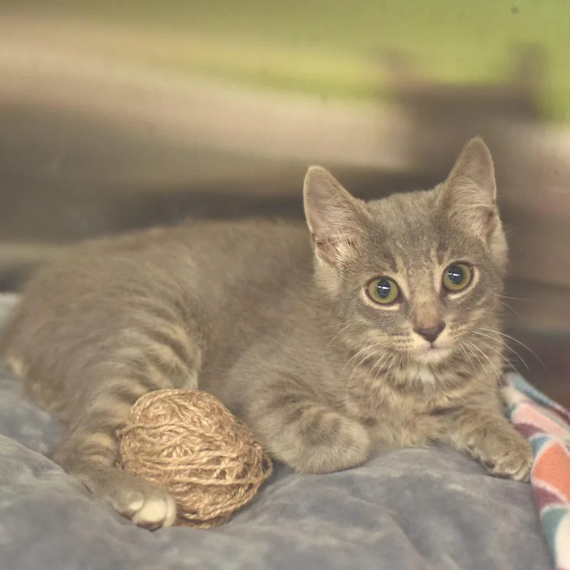A baby small-sized male Gray / Blue / Silver Domestic Short Hair cat named Circus Peanut for adoption in Belleville, IL