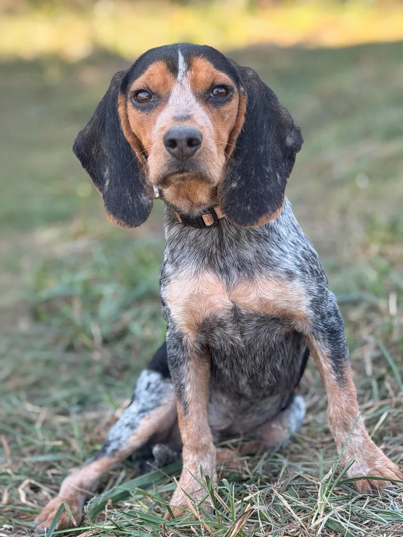 A young medium-sized male Bluetick Coonhound dog named Jack Transport for adoption in Gradyville, KY