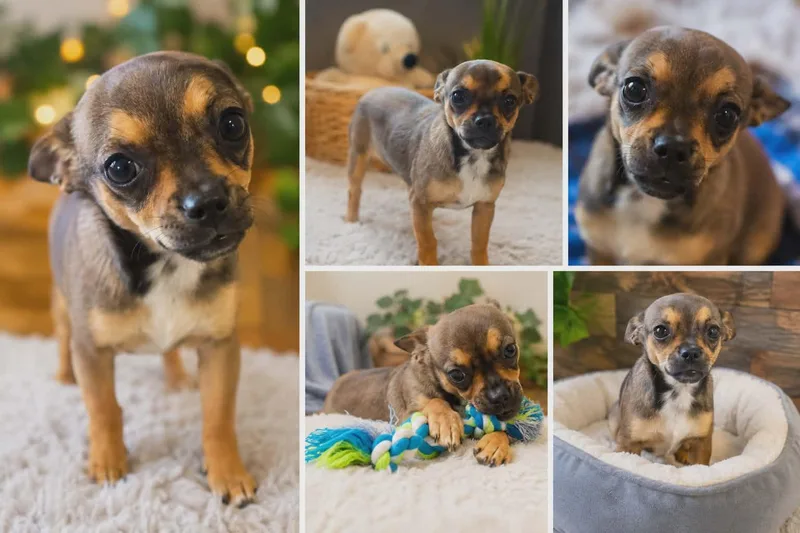 A young small-sized male Brown / Chocolate Chihuahua dog named Paco for adoption in Tuttle, OK