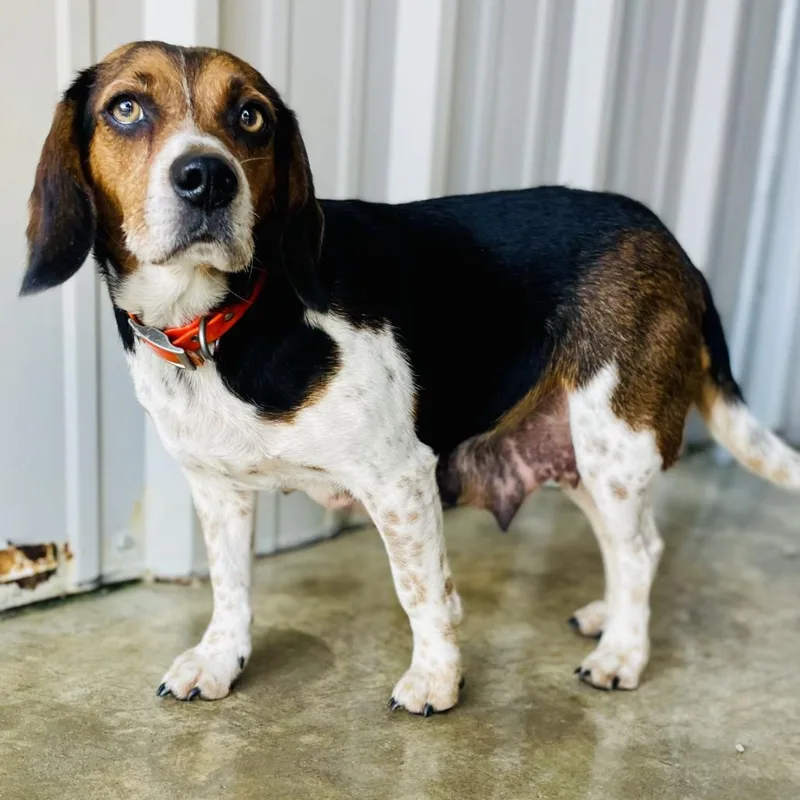 An adult medium-sized female Beagle dog named Abbie for adoption in Lebanon, MO
