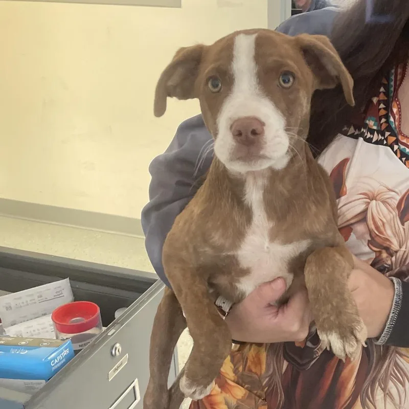 A baby medium-sized male Brindle Terrier dog named Pocus for adoption in Galax, VA