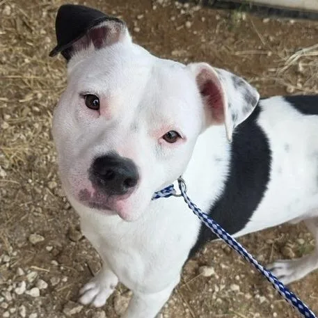 An adult large-sized male White / Cream Pit Bull Terrier dog named Clayton for adoption in Deerfield, IL