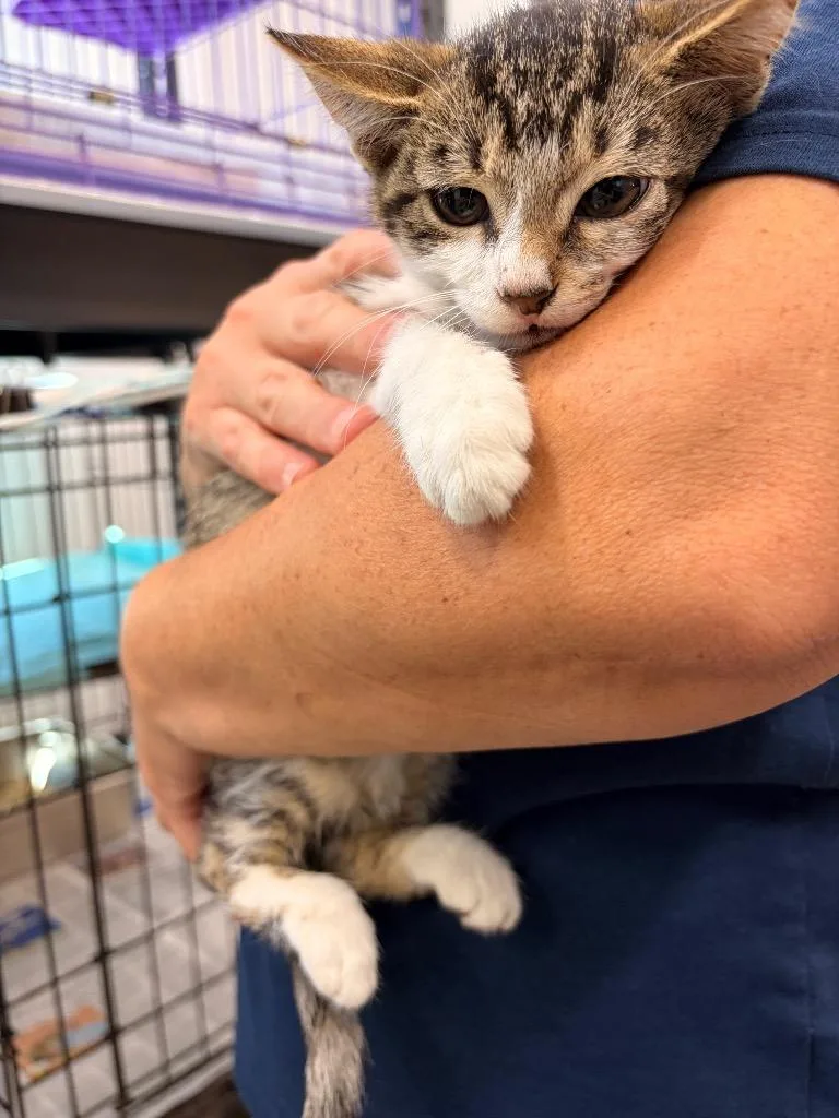 A baby medium-sized female Domestic Short Hair cat named Hollis for adoption in Denham Springs, LA