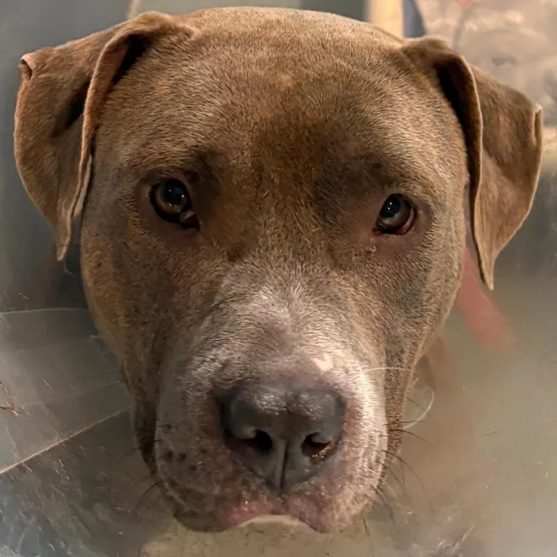 An adult medium-sized female Brown / Chocolate Pit Bull Terrier dog named Mya for adoption in Chesapeake, VA