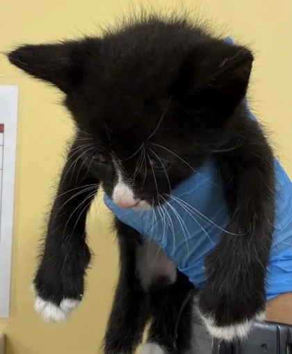 A baby small-sized male Domestic Short Hair cat named Marley for adoption in Honolulu, HI