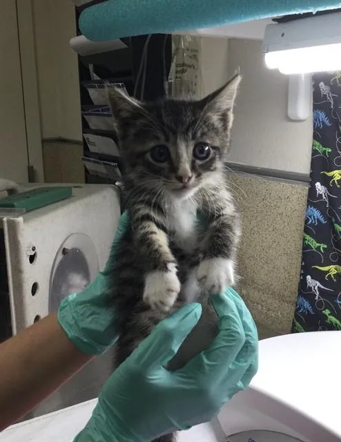 A baby small-sized male Domestic Short Hair cat named Oreo for adoption in Riverside, CA