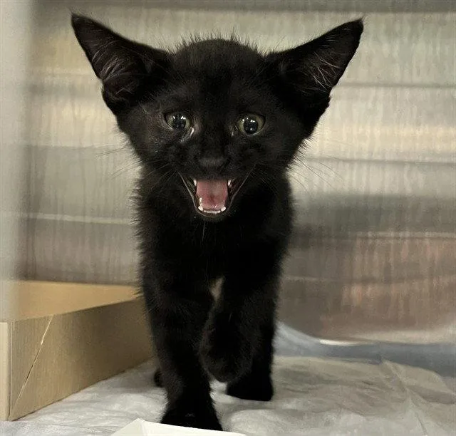 A baby small-sized male Black Domestic Short Hair cat named A for adoption in Tavares, FL