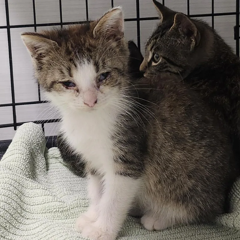 A baby small-sized female Domestic Short Hair cat named Edris for adoption in Novelty, OH