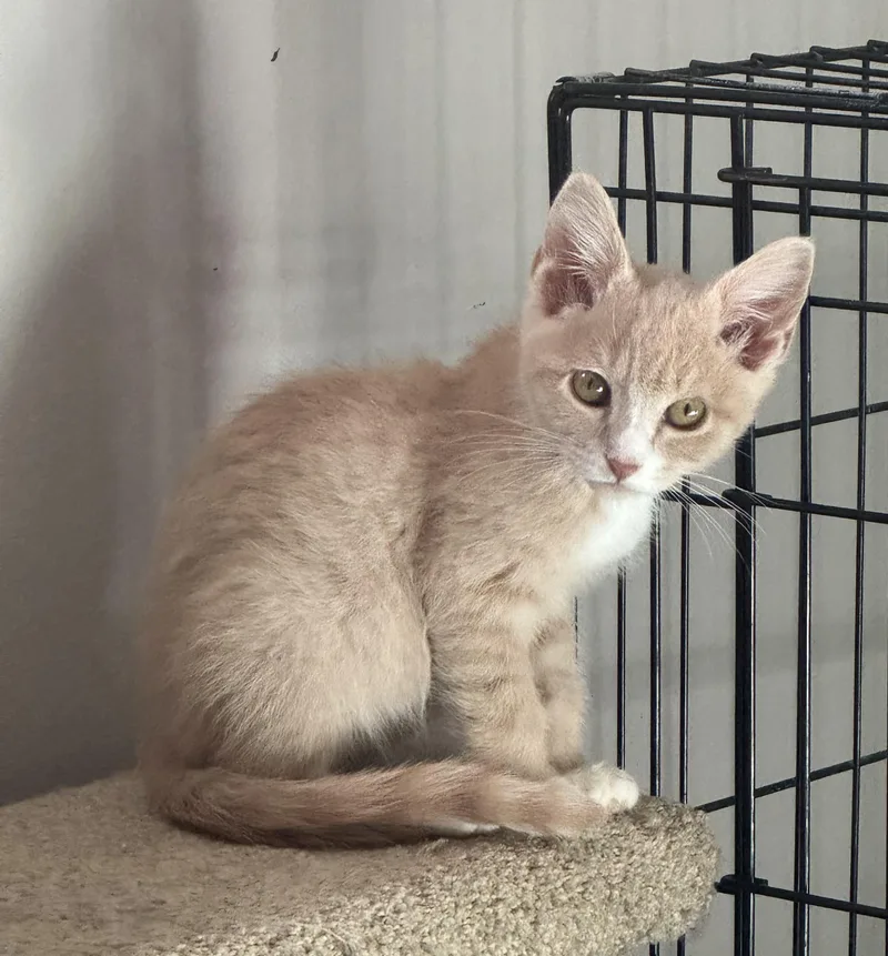 A baby medium-sized male Domestic Short Hair cat named Joaquin for adoption in Blaine, MN
