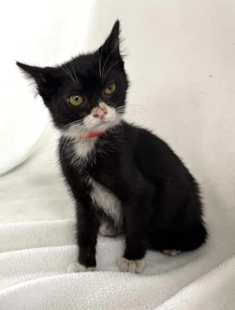 A baby small-sized female Domestic Short Hair cat named Phoenix for adoption in Lavonia, GA
