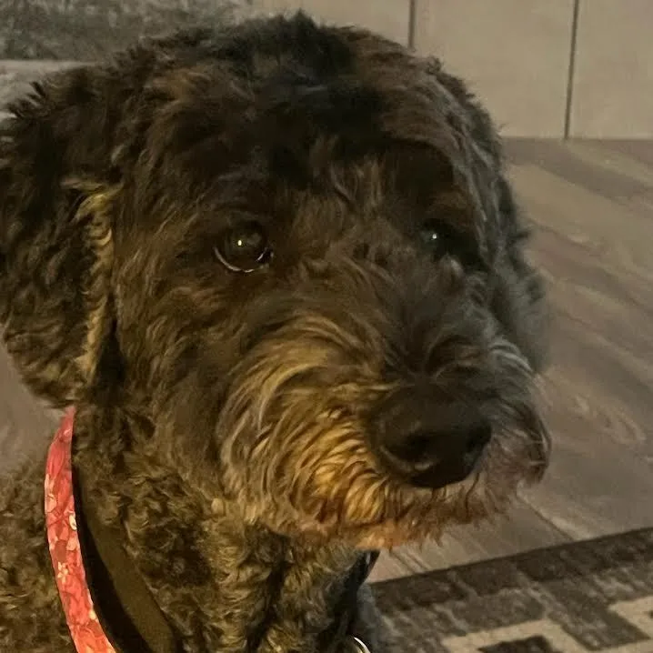 A senior medium-sized male Black Standard Schnauzer dog named Zephyr for adoption in Prescott, AZ