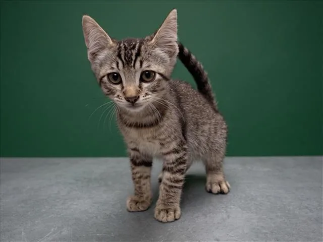 A baby small-sized male Domestic Short Hair cat named Tommy for adoption in Los Angeles, CA