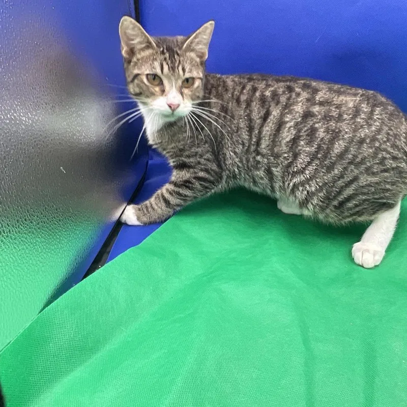 A young small-sized male Gray / Blue / Silver Domestic Short Hair cat named Scar for adoption in Gonzales, LA
