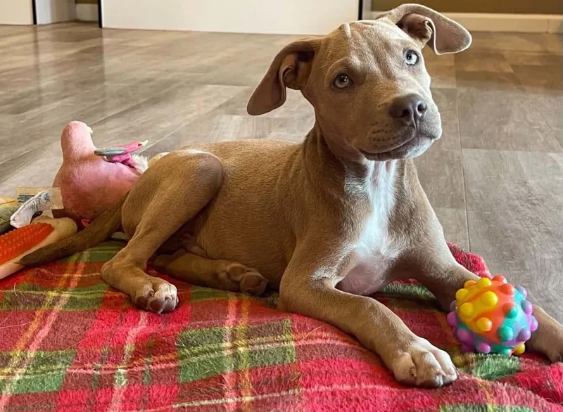 A baby medium-sized male Mixed Breed dog named Hubie for adoption in Fenton, MO