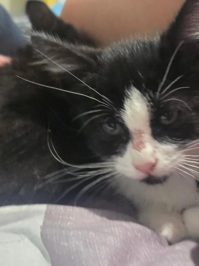 A young medium-sized female Black Domestic Short Hair cat named Baloo for adoption in Grand Rapids, MI
