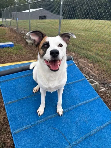 An adult medium-sized female Border Collie dog named Ms. MAGGIE for adoption in Cullman, AL