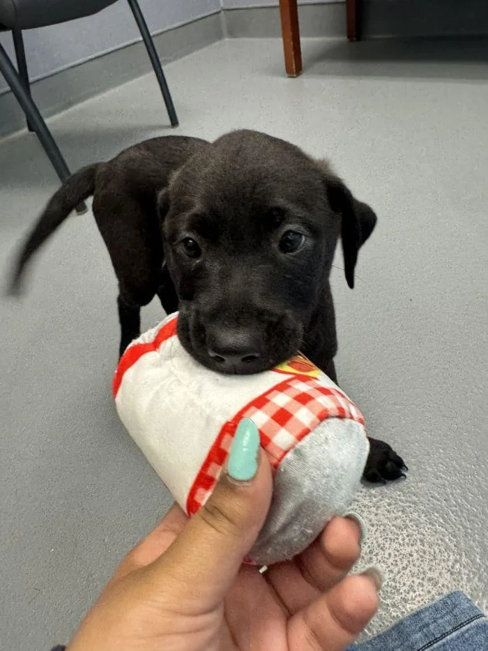 A young medium-sized female Mixed Breed dog named Patricia for adoption in Hilton Head Island, SC