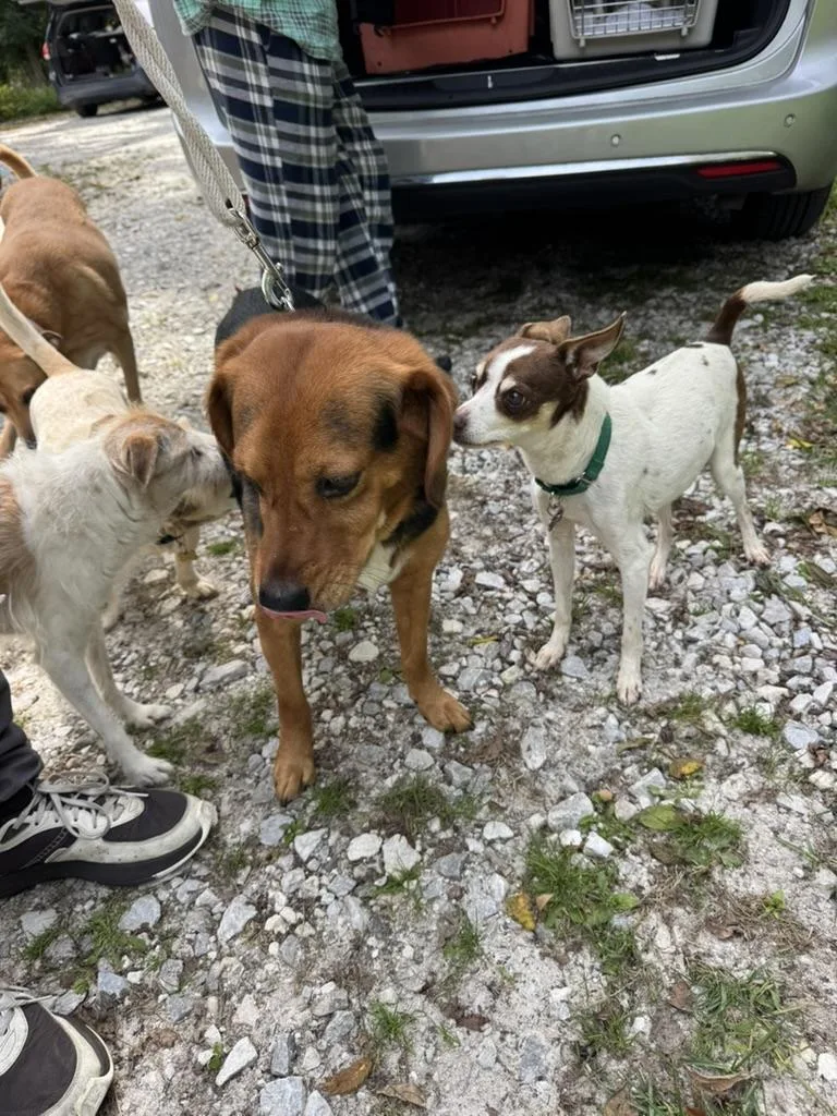 A young medium-sized male Hound dog named Sosa for adoption in Wingdale, NY