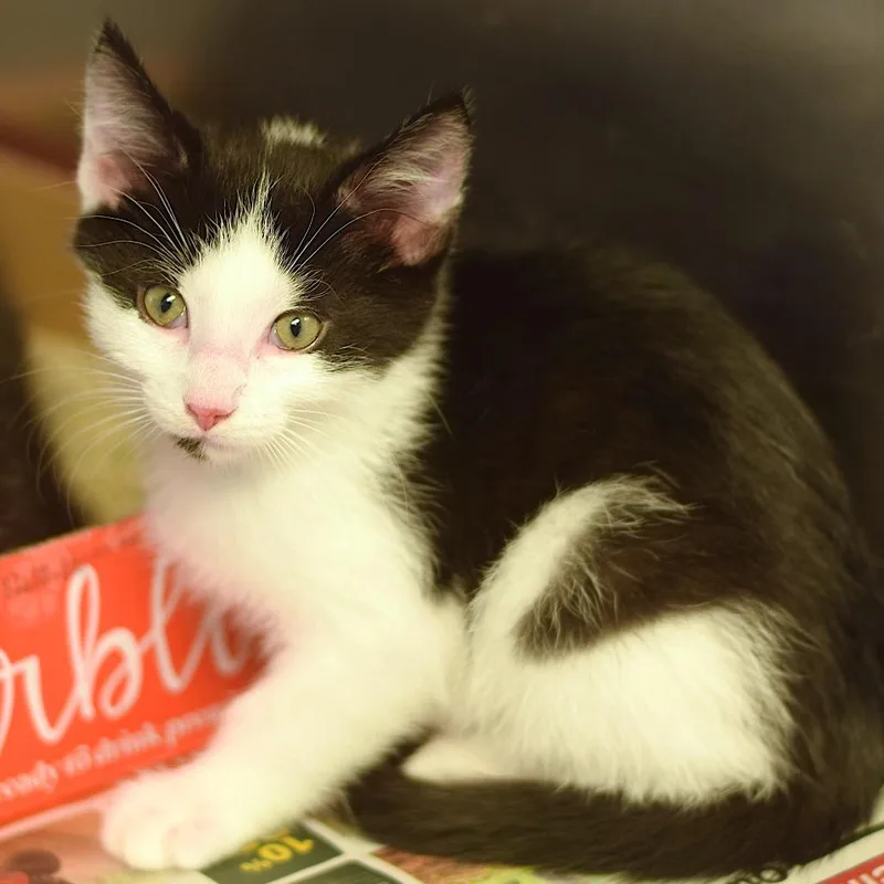 A baby small-sized male Black Domestic Short Hair cat named Comet for adoption in Belleville, IL