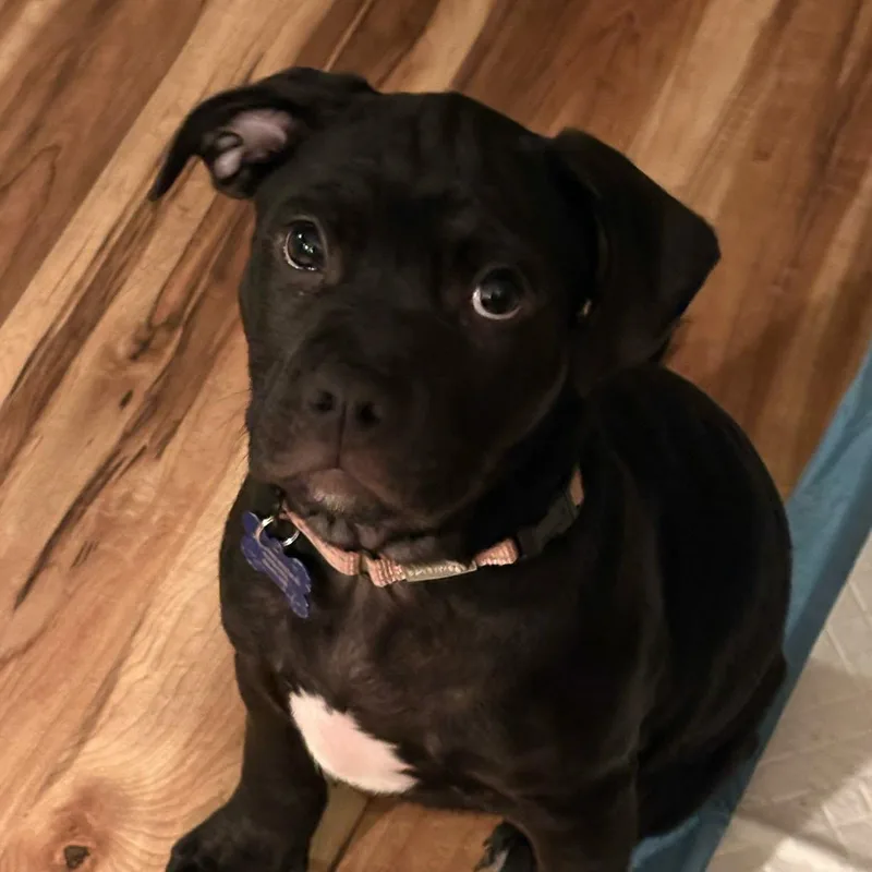 A baby medium-sized male Mixed Breed dog named Papi for adoption in De Pere, WI