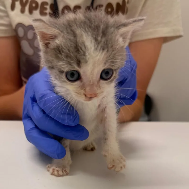 A baby small-sized female Gray / Blue / Silver Domestic Short Hair cat named Smelly Kelly for adoption in Chattanooga, TN