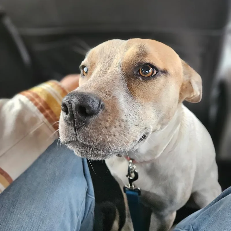 An adult medium-sized female White / Cream Cattle Dog dog named Chewy for adoption in Midland, TX