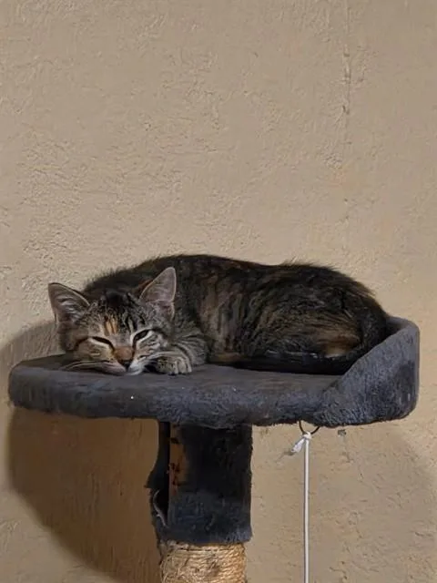 A baby small-sized female Domestic Short Hair cat named Latte for adoption in Olivette, MO