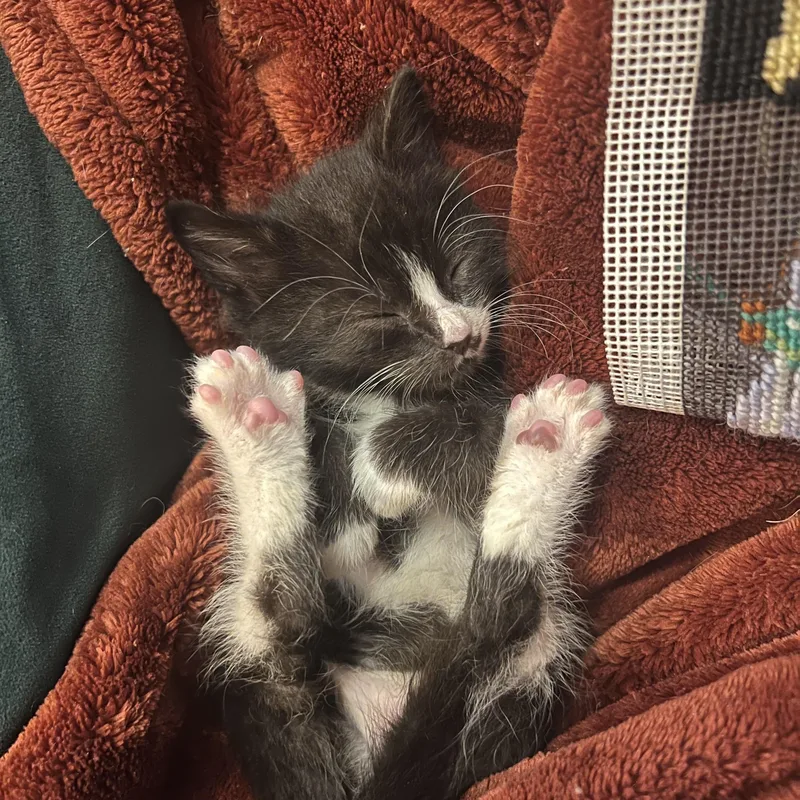 A baby medium-sized male Black & White / Tuxedo Domestic Short Hair cat named Gene for adoption in Hillsboro, OR